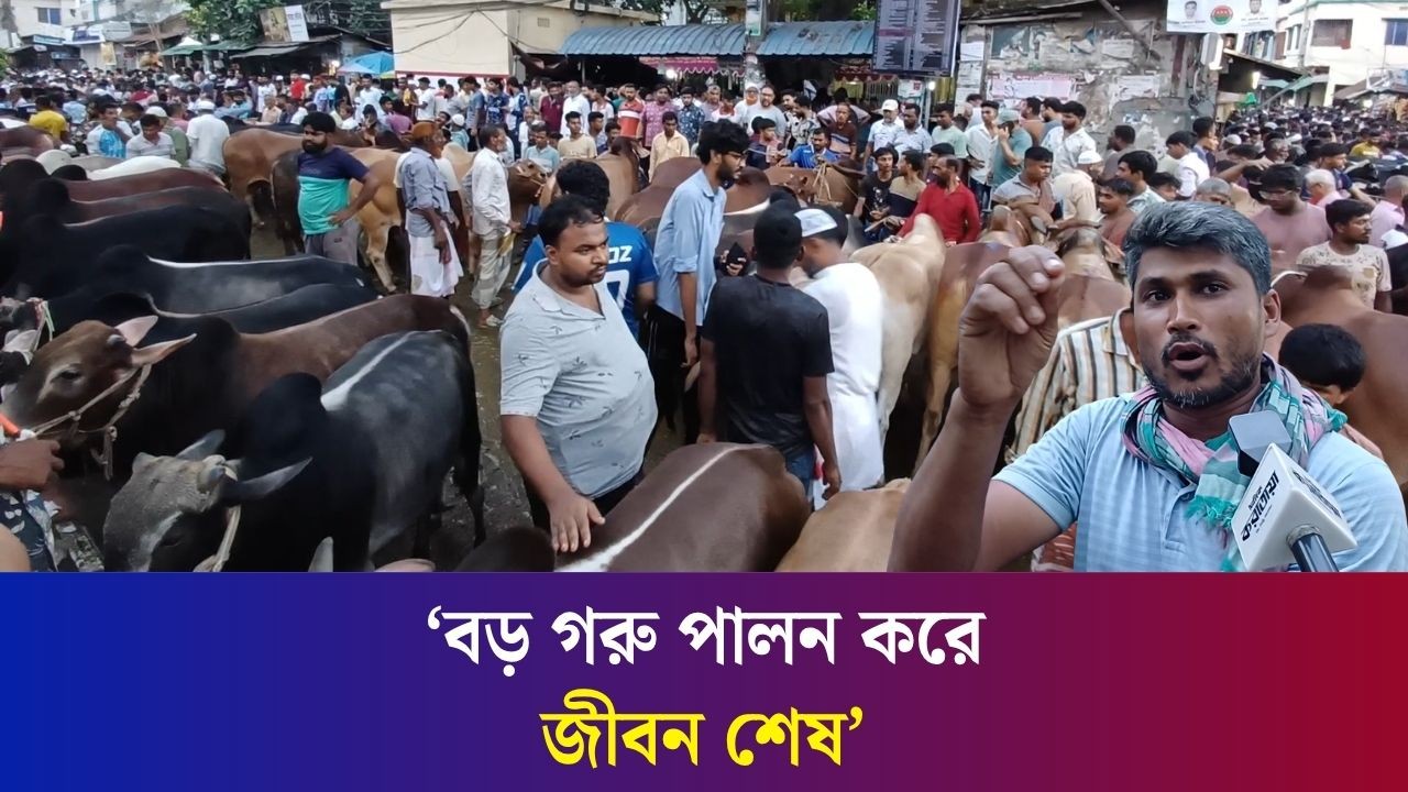 বগুড়ার কালিতলা হাটে গরুর দাম কেমন?